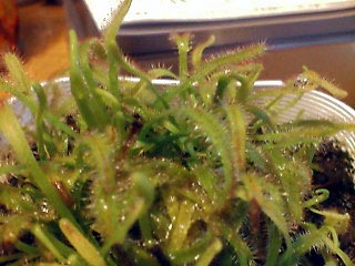 20060717222135.jpg モウセンゴケ。ドロセラ・カペンシス